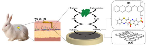 An oxygen-insensitive and minimally invasive polymeric microneedle sensor for continuous and wide-range transdermal glucose monitoring
